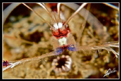 NO CROP! Banded Boxer Shrimp SUPER close UP 
Canon G10, ... by Adriano Trapani 